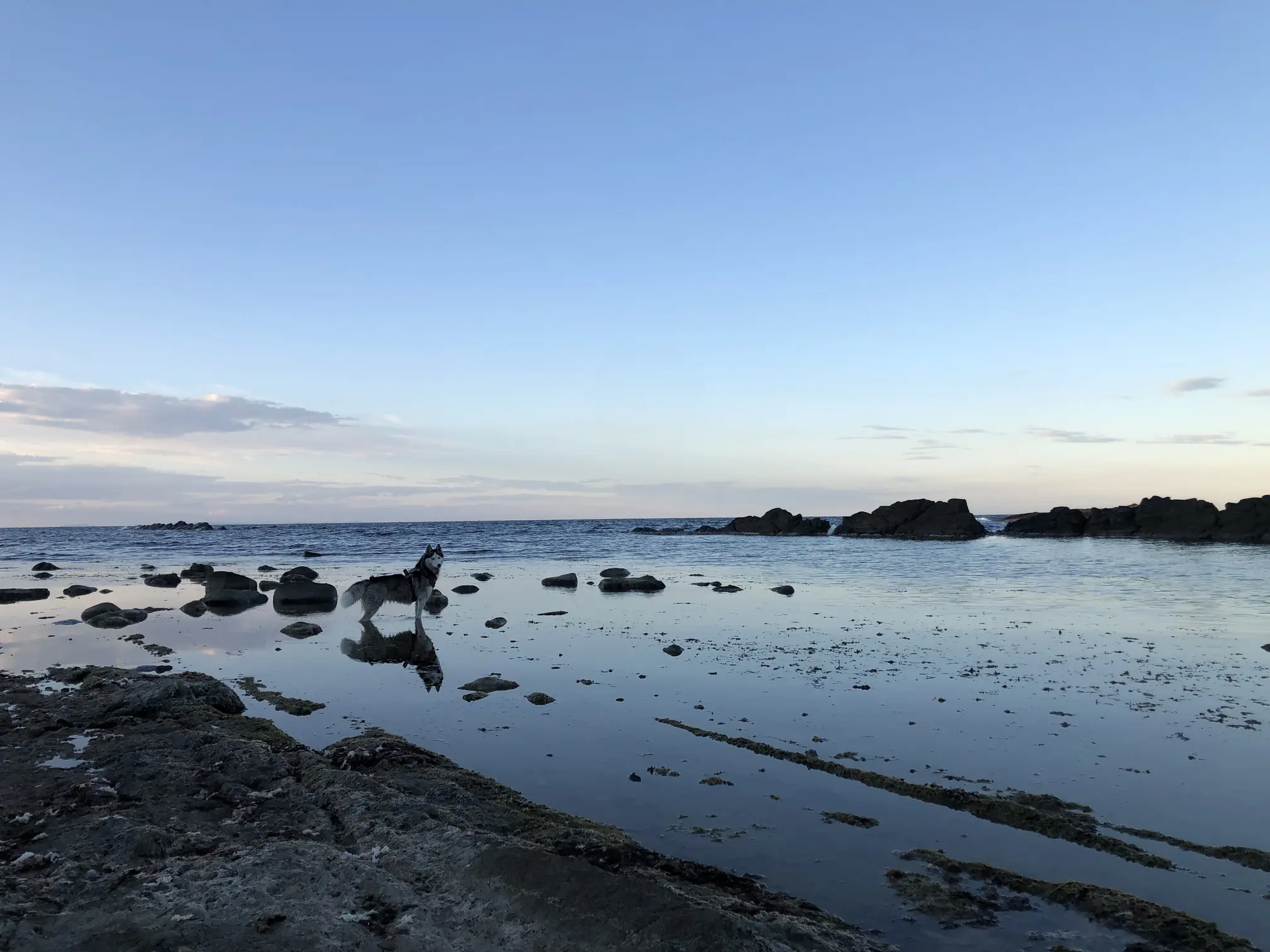 Freja na skalistej plaży
