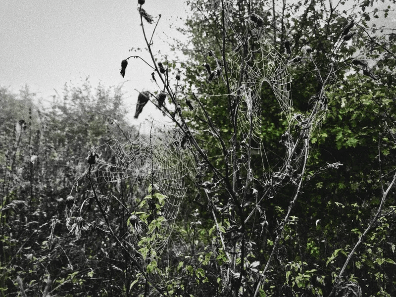 web