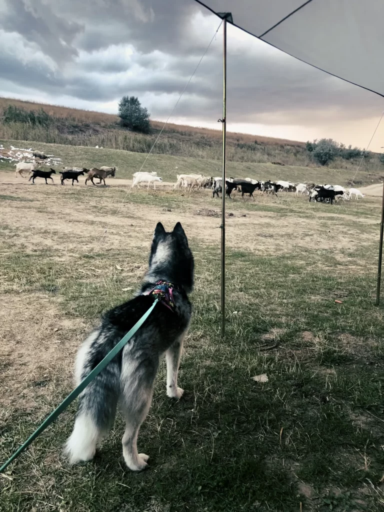 freja-i-kozy